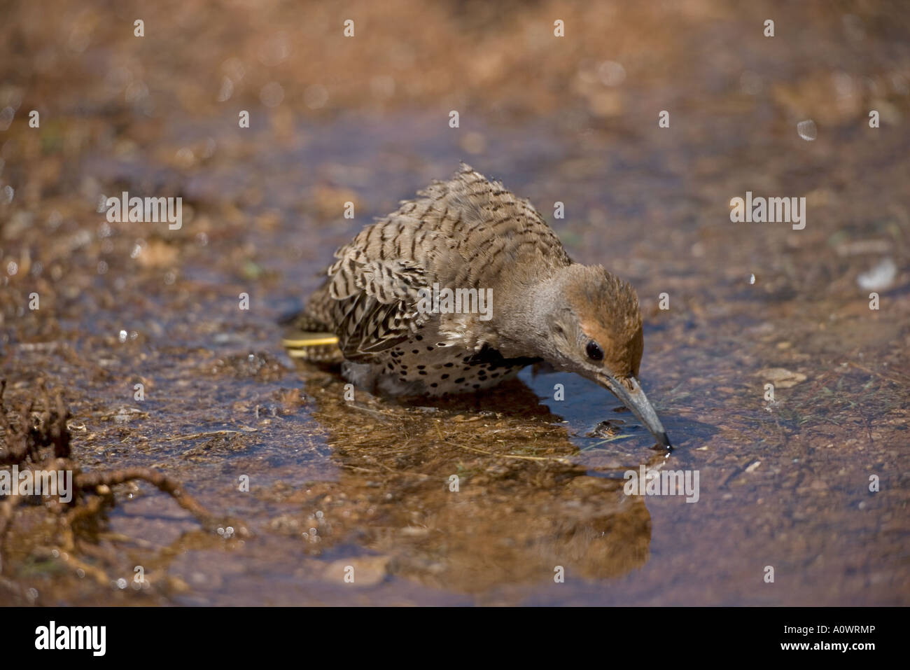 Northern Flicker [Colaptes auratus] Bathing -Arizona Stock Photo