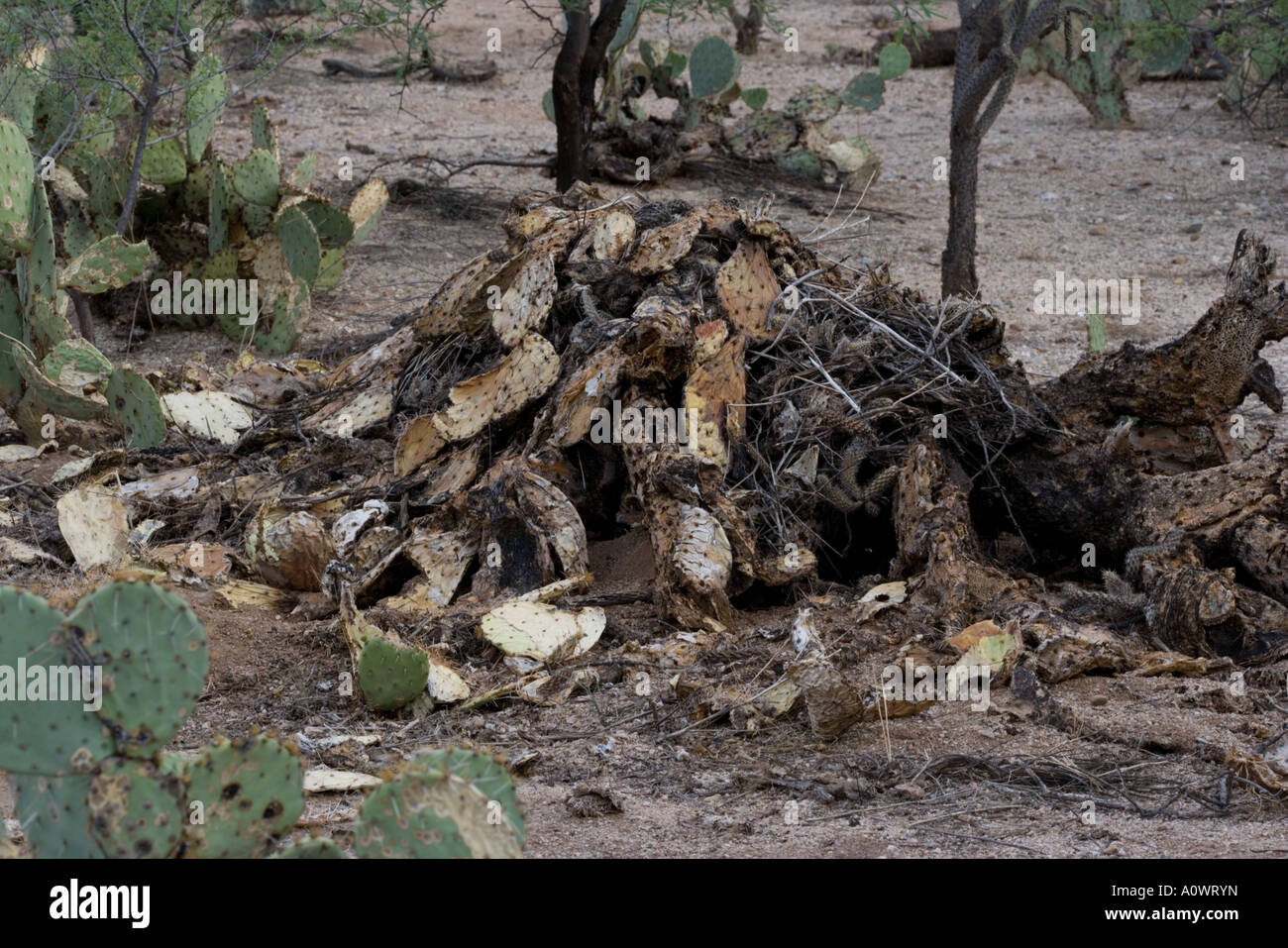 Pack rat nest hires stock photography and images Alamy