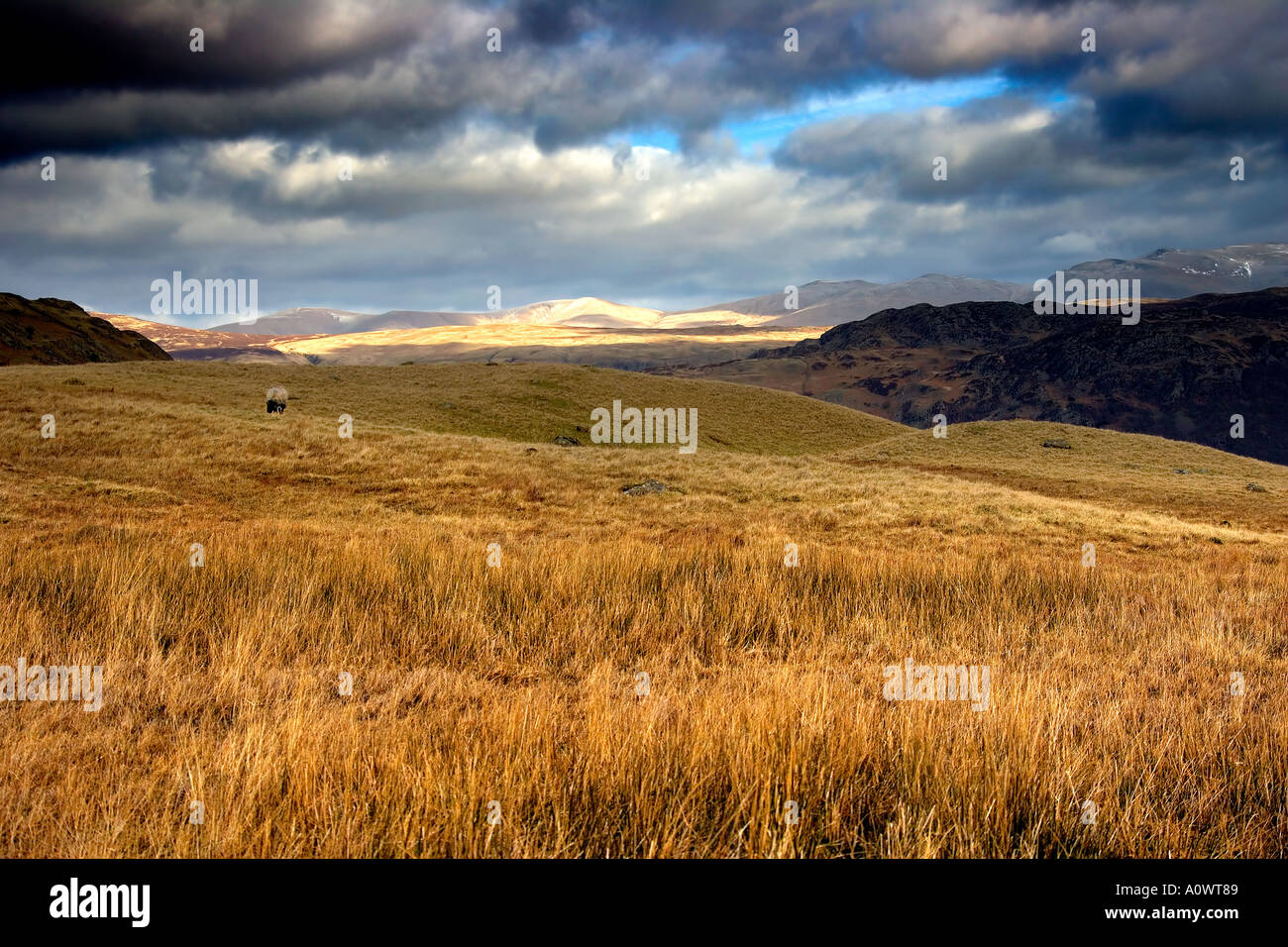 Grass Lands with stormy sky's Stock Photo