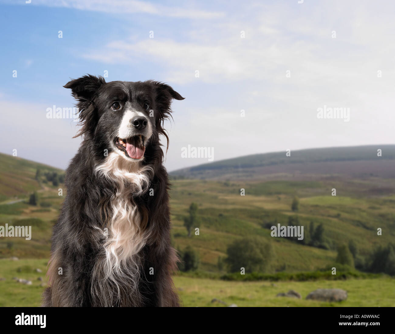 Collie dog portrait Stock Photo
