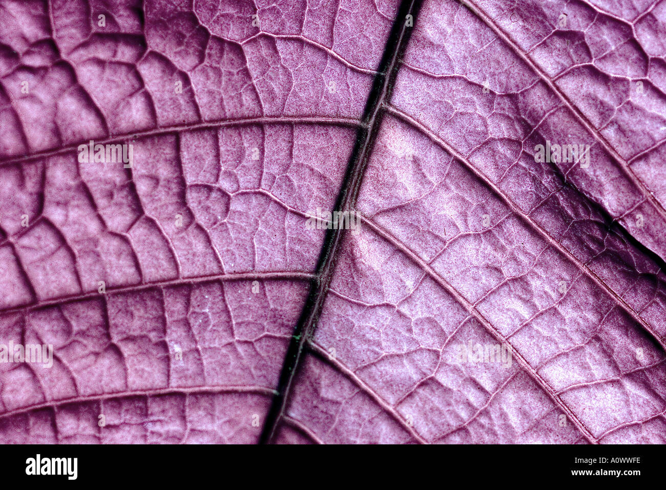 Close up digital image of a leaf with veins showing in colorful pink or ...