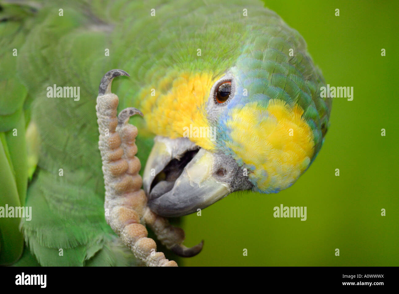 Portrait of Orange Winged Amazon parrot cleaning feet -Note-Captive subject Stock Photo