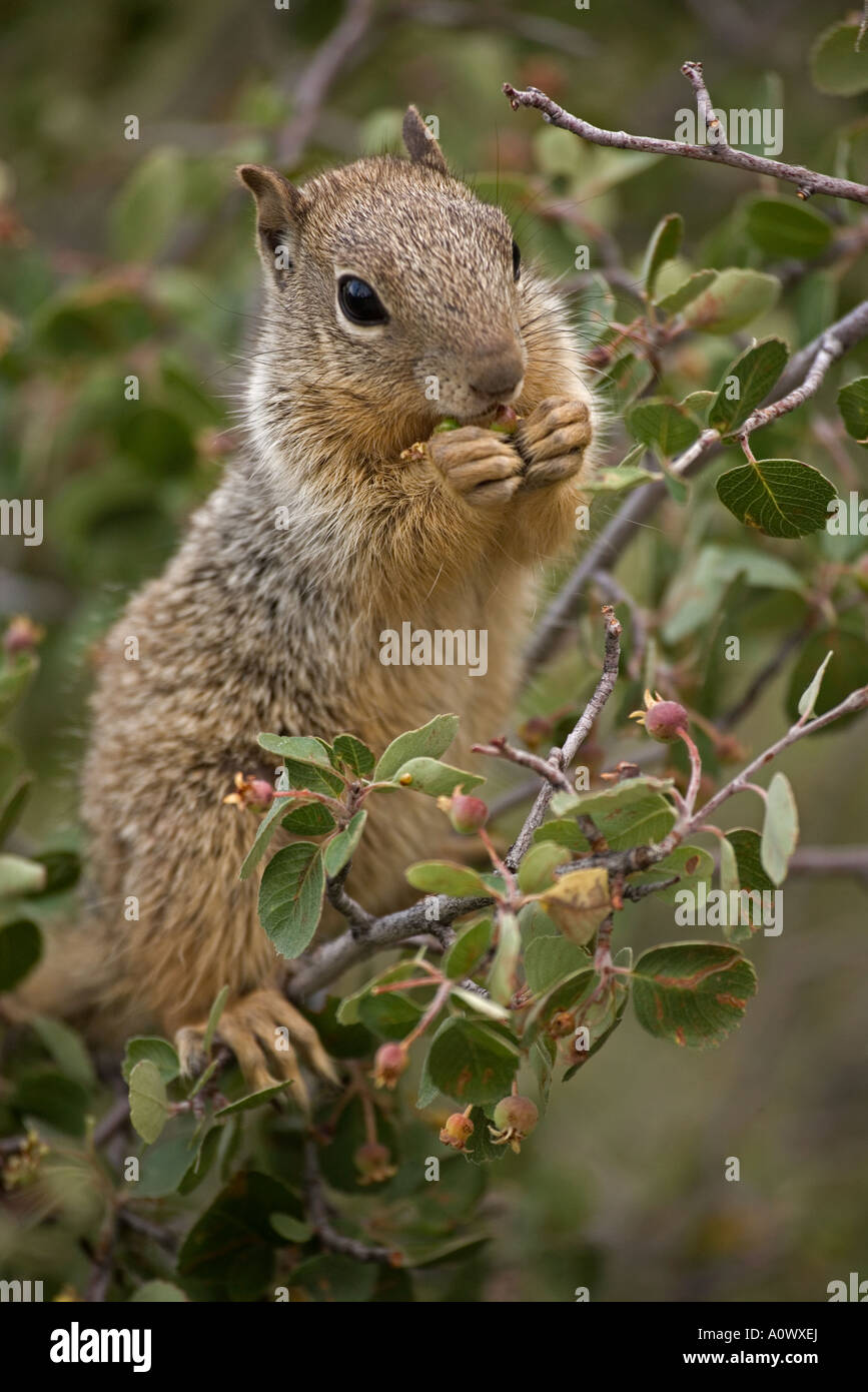 Rock Squirrel Spermophilus variegatus Arizona Stock Photo - Alamy