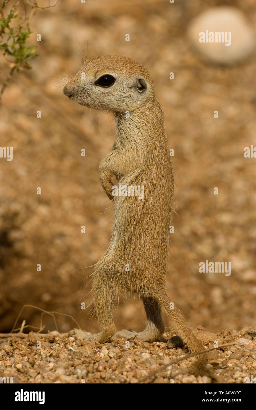 Roundtail Ground Squirrel Young Citellus tereticaudus Arizona Stock