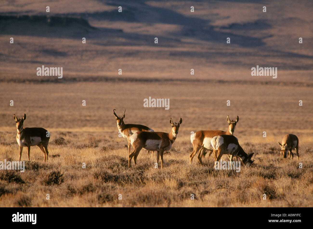 Pronghorn at Hart Mountain National Antelope Refuge in southeast Oregon. Stock Photo