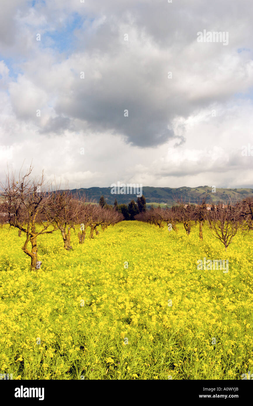 Mustard Grass and Trees Stock Photo Alamy
