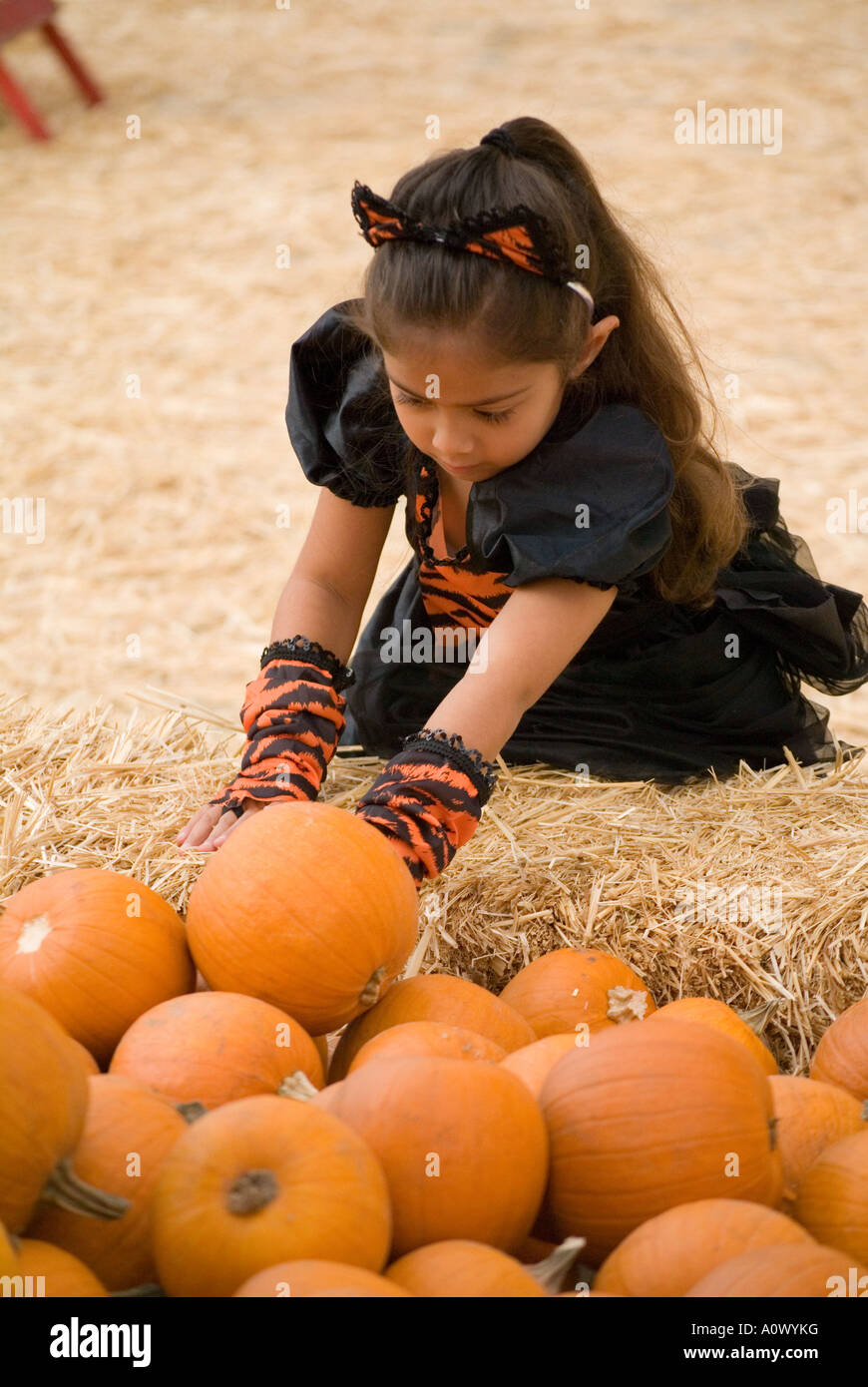 Young girl reaching for baby pumpkin Stock Photo - Alamy