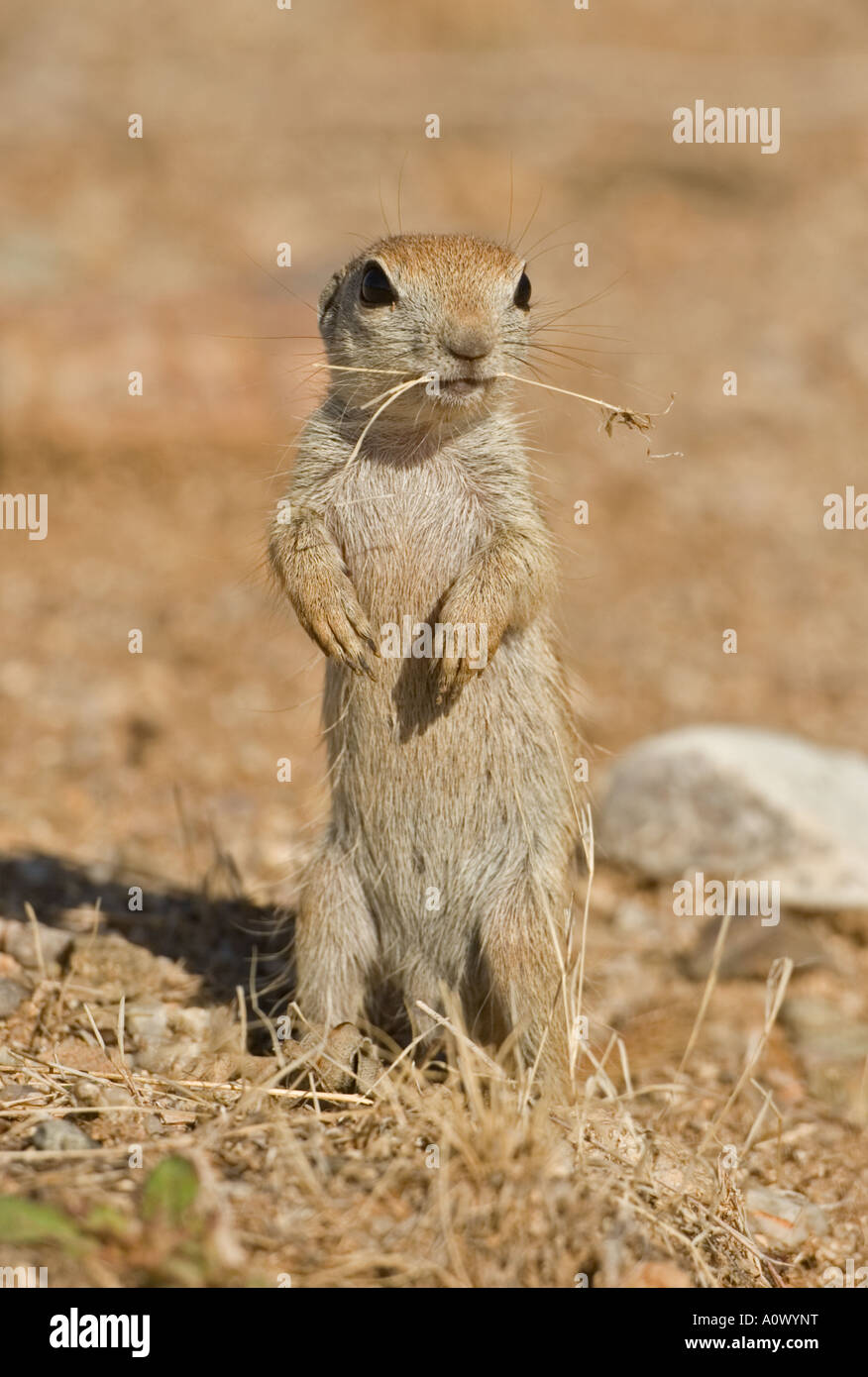 Roundtail Ground Squirrel Young Citellus tereticaudus Arizona Stock