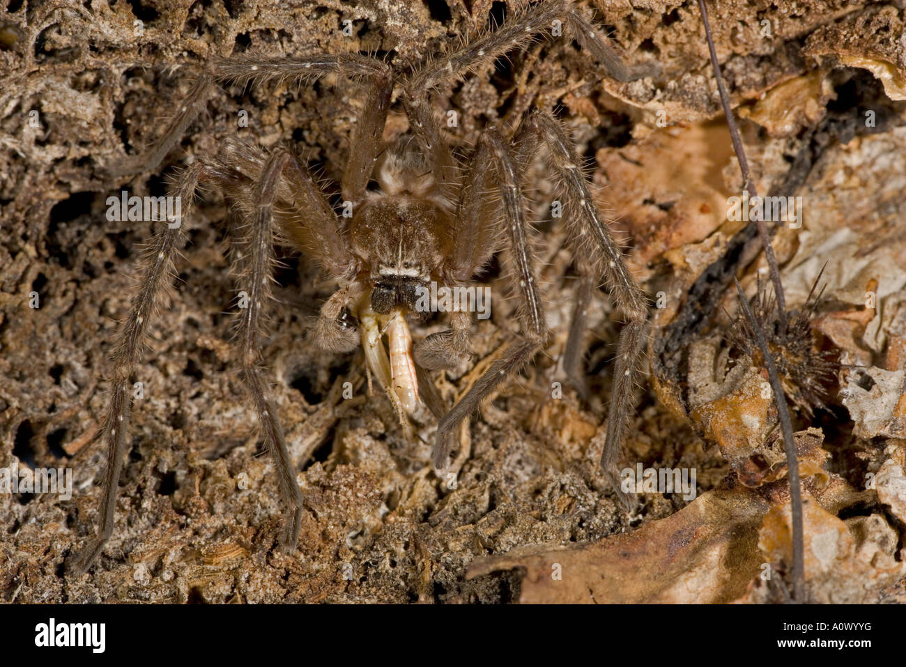 Giant Crab Spider Olios spp Eating grasshopper Arizona Sonoran desert
