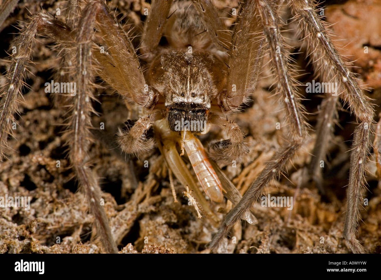 Giant Crab Spider Olios spp Eating grasshopper Arizona Sonoran desert