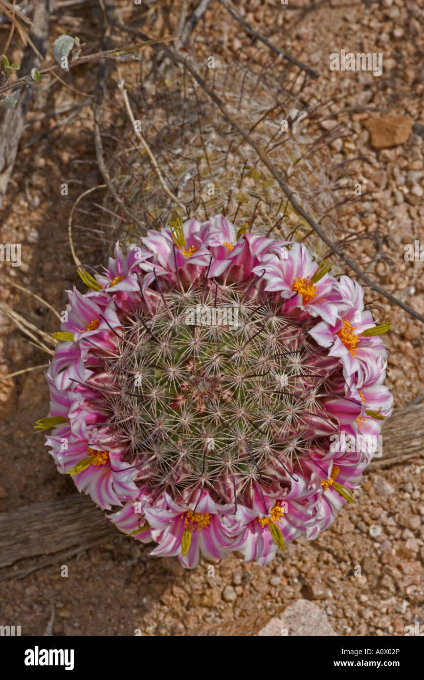 Fishhook Pincushion Cactus Mammillaria grahamii microcarpa Sonoran