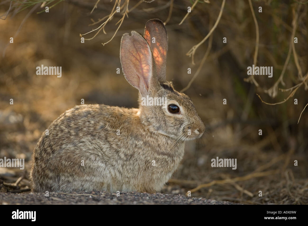 Desert Cottontail Sylvilagus auduboni Arizona Sonoran desert Stock ...