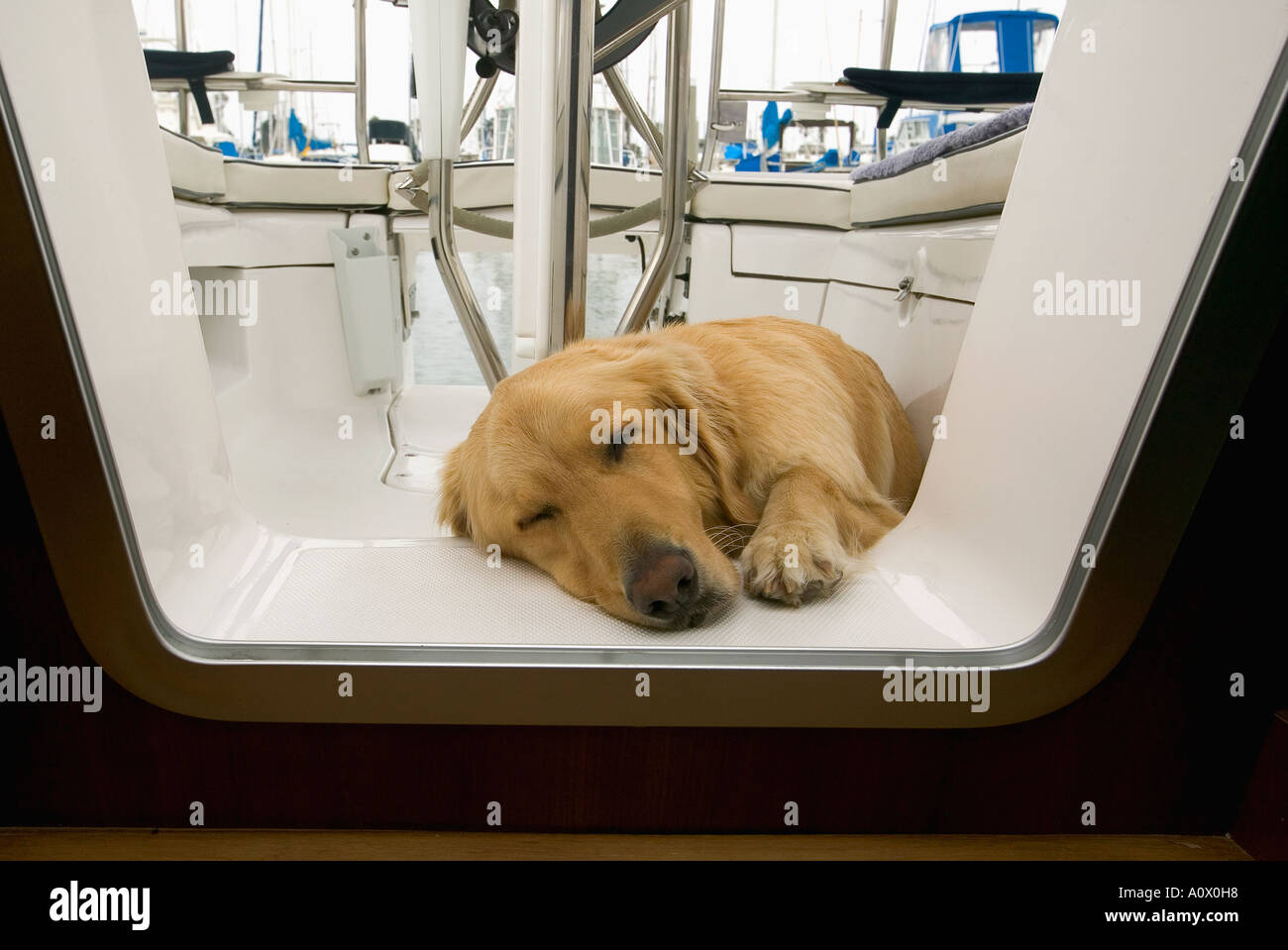 golden retreiver is asleep in the cocpit of a sailboat Stock Photo