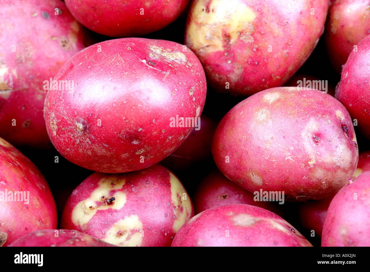 Fresh Cleaned Uncooked Red Potatoes With No People Stock Photo