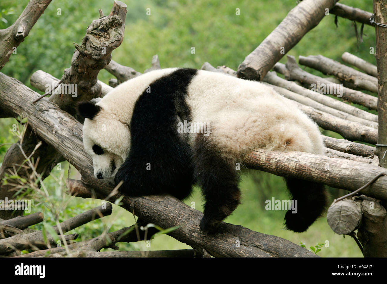 China Province Of Sichuan Town Of Chengdu Giant Panda At The Giant