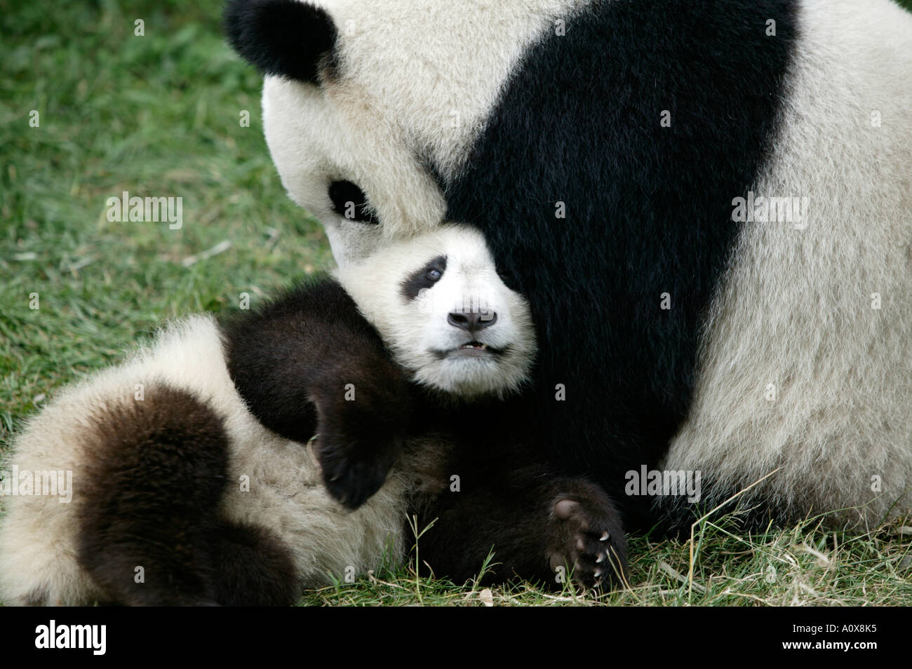 45 fotos de stock e banco de imagens de Baby Panda Bear - Getty Images