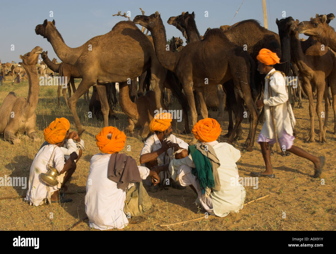 India Rajasthan Pushkar Mela Huge camel and cattle fair for semi nomadic tribes group of men with orange turbans sitting togethe Stock Photo