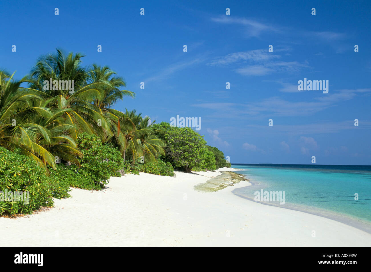 1622 外国 海外切手 中華民国 台湾 海洋生物 サンゴ ヒトデ High Quality Stock Photos of 