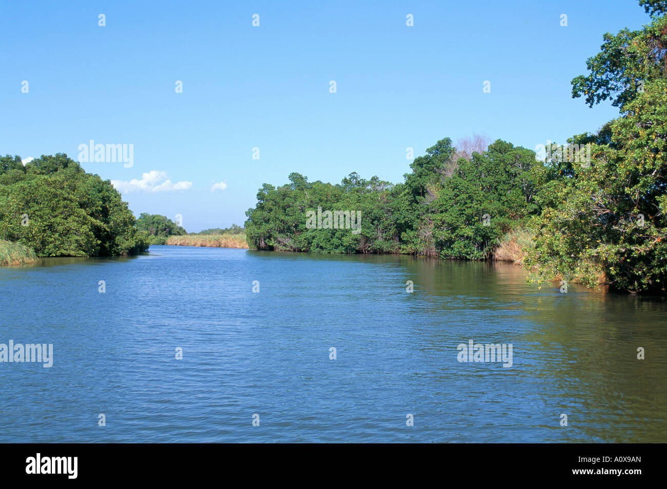 Black River St Elizabeth Jamaica West Indies Central America Stock