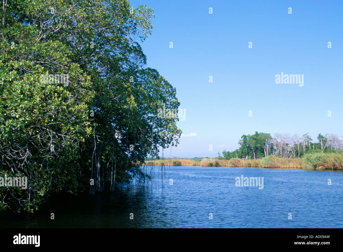 St elizabeth jamaica hires stock photography and images Alamy