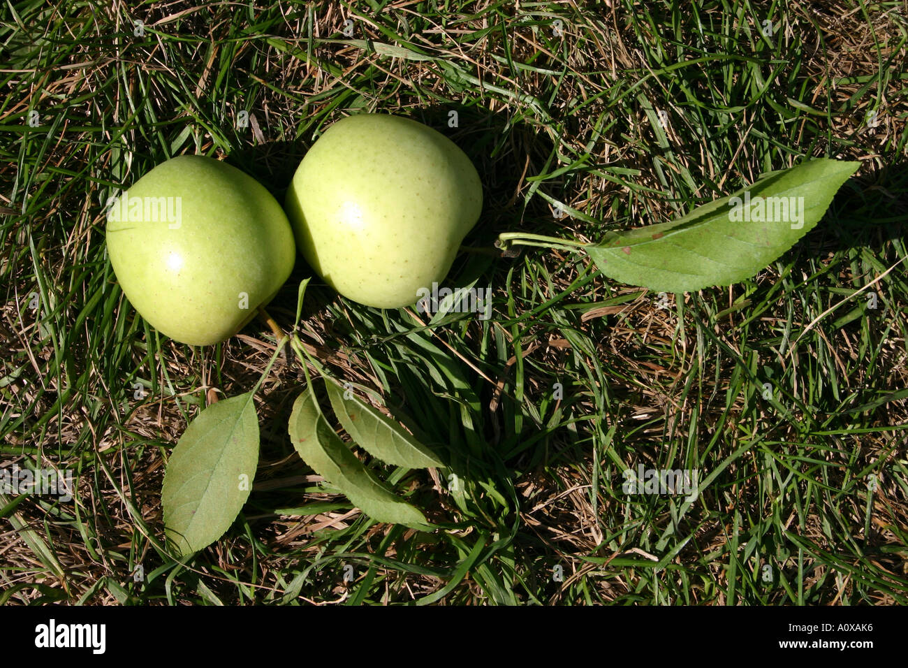 Two granny smith apples with leaves lying on the ground Stock Photo Alamy