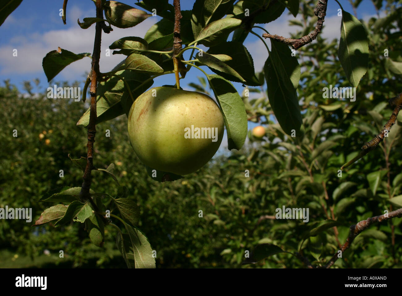 green Granny Smith apple on the vine Stock Photo Alamy