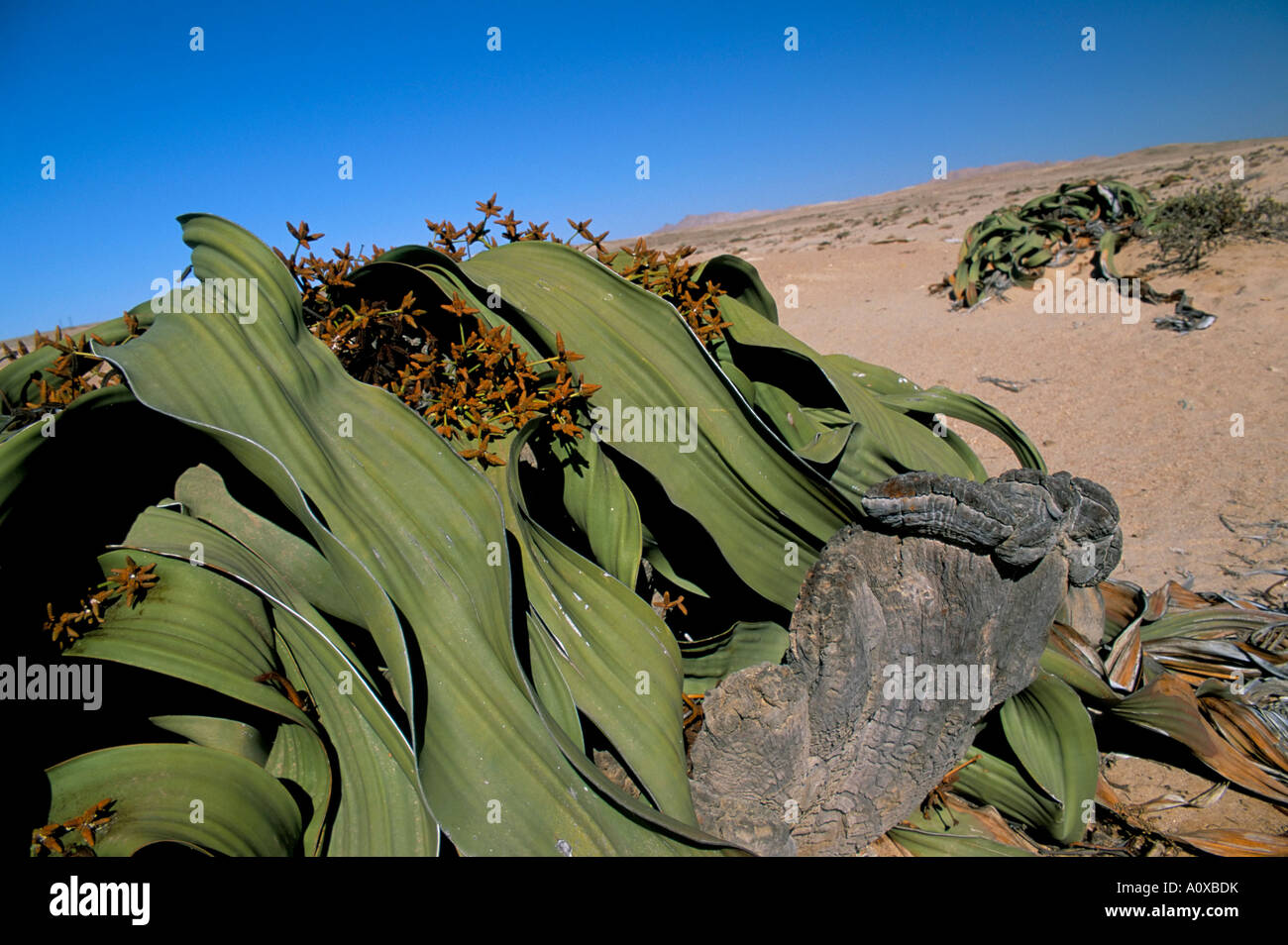 Welwitschia Welwitschia mirabilis Namib Desert Namibia Africa Stock Photo