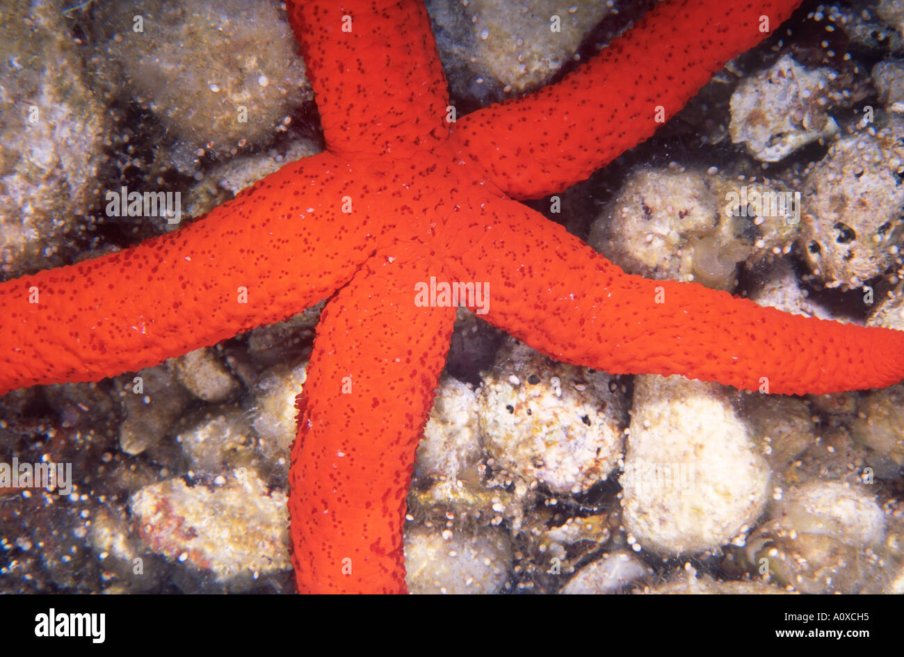 Red starfish Echinaster sepositus underwater Turkey Stock Photo