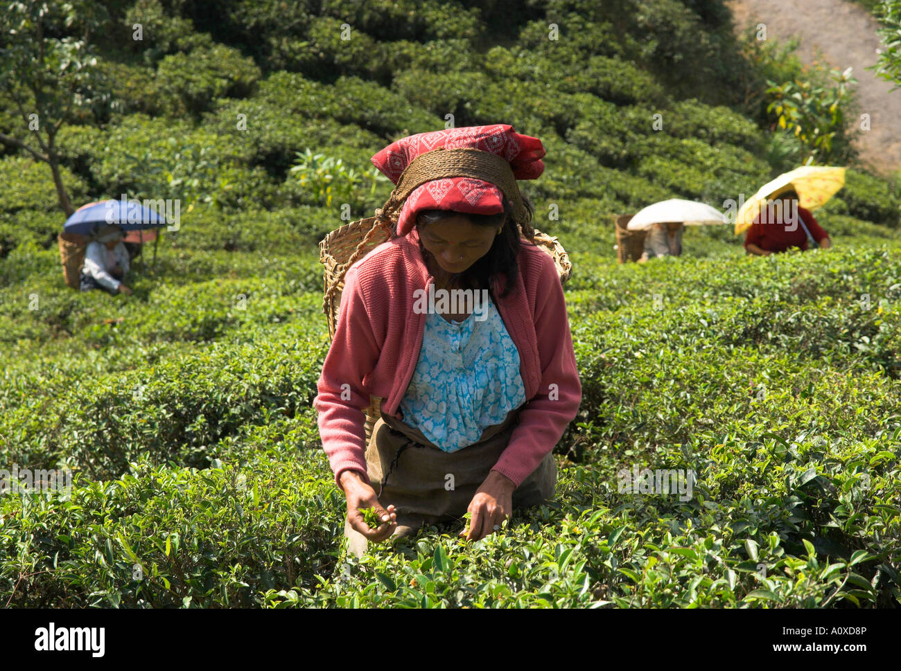 India West Bengal Himalaya range Darjeeling Singtom tea garden women