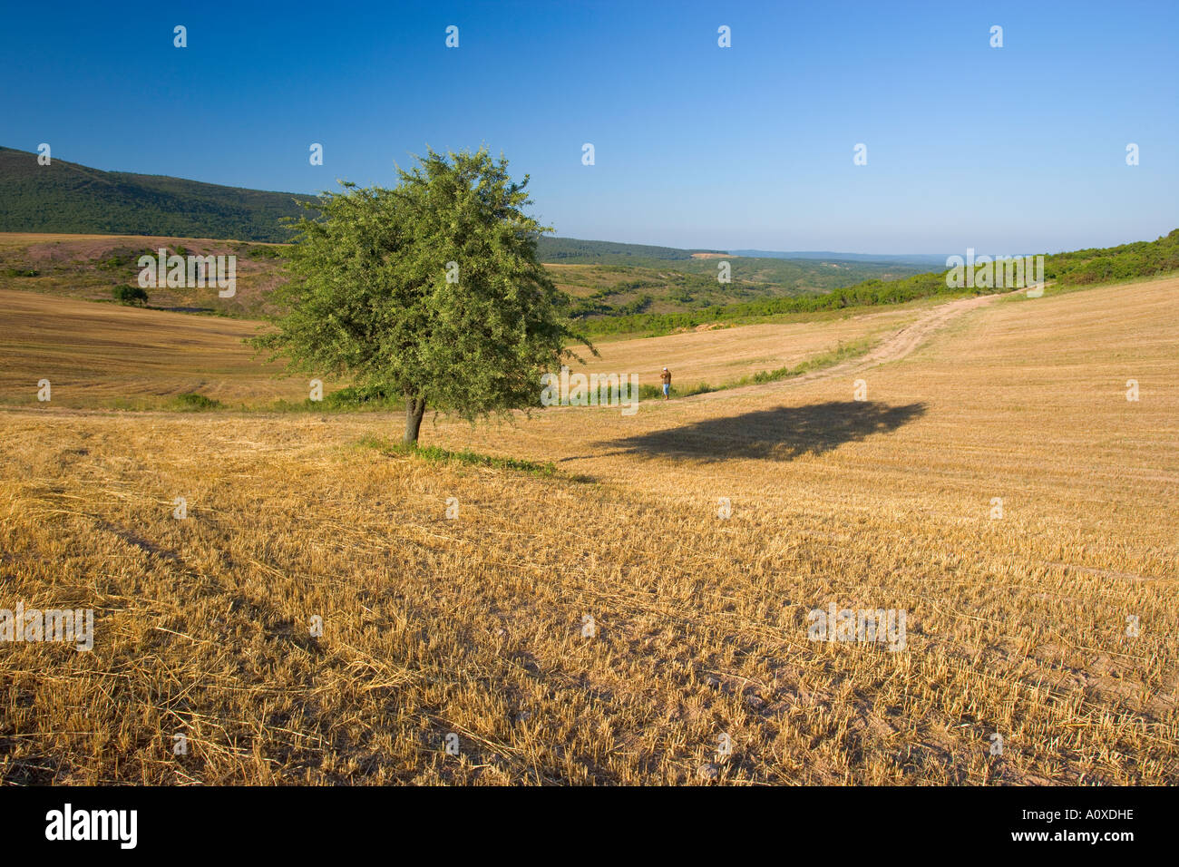 Tree In The Middle Middle of a tree hi-res stock photography and images - Alamy