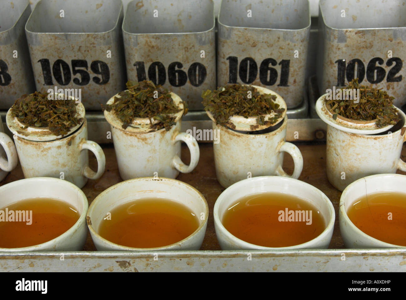 India West Bengal Kolkata Tea Industry Tea Brokers Tea tasting department at Carrit Moran Co