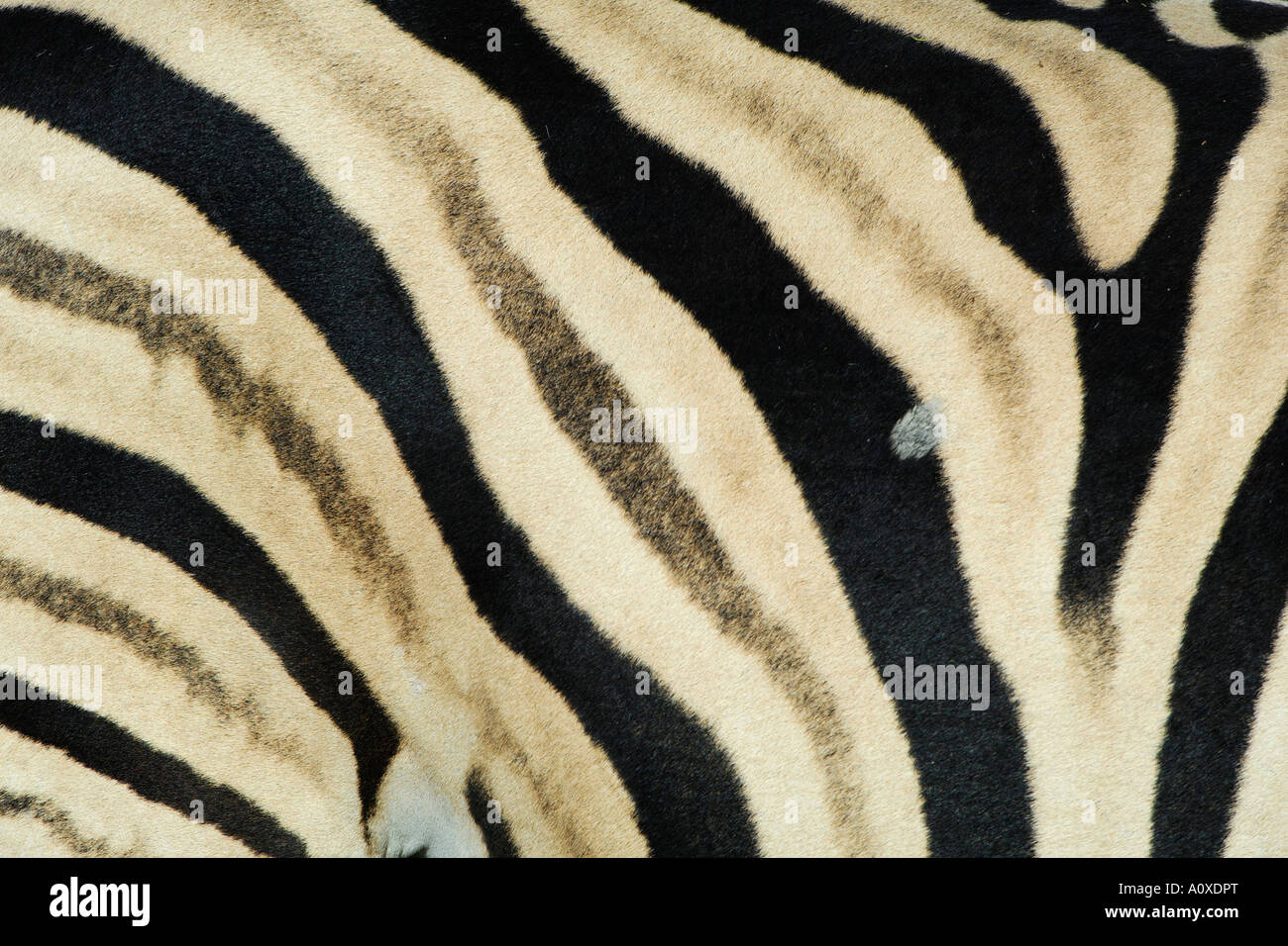 Burchells Zebra (Equus burchelli) Fur pattern Stock Photo