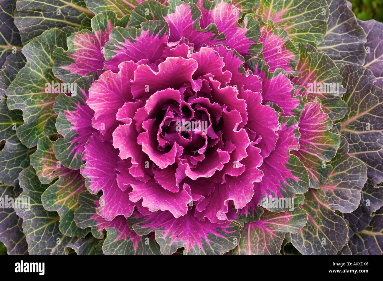 Ornamental cabbage flower Stock Photo Alamy