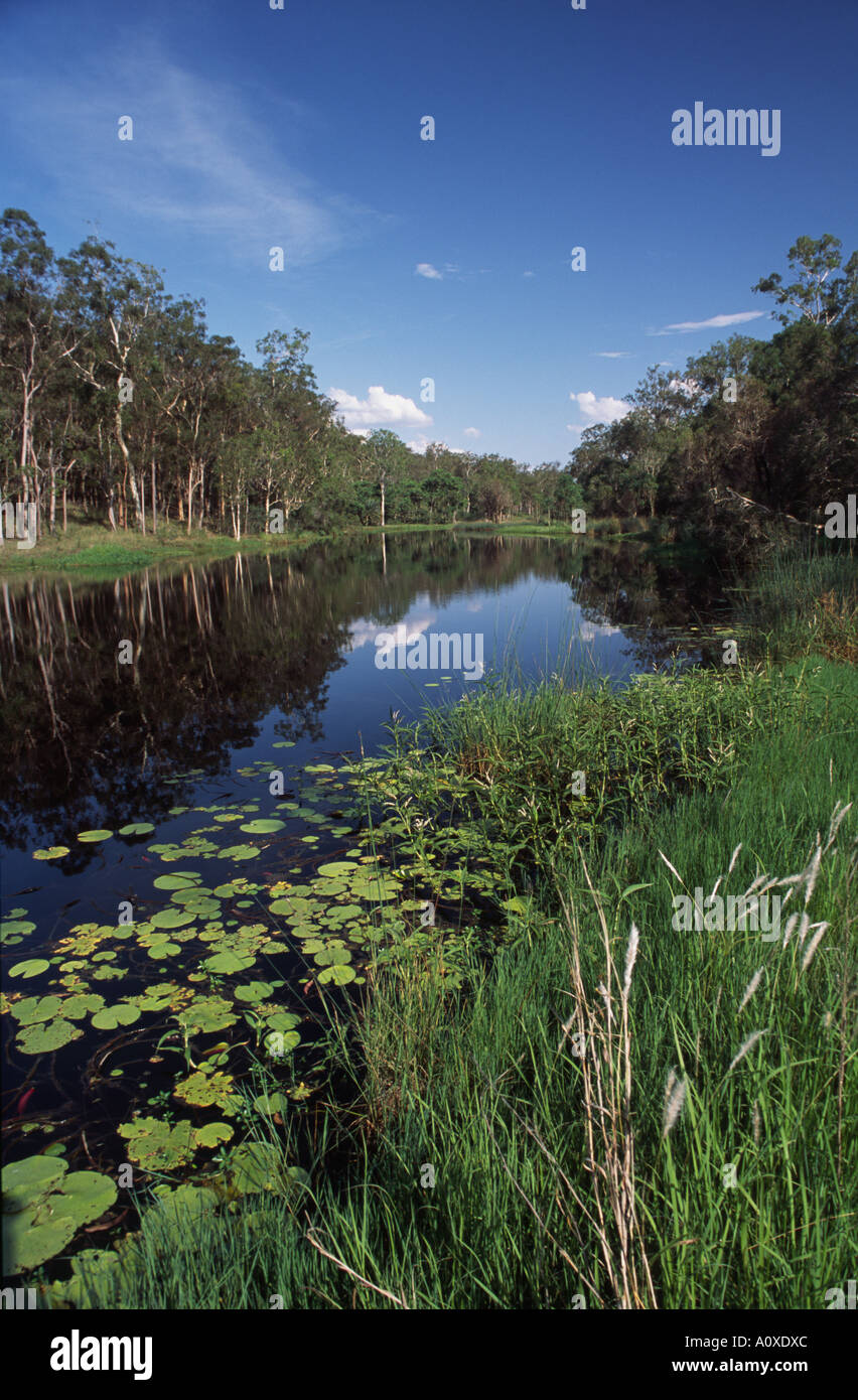 Reeds and forests frame a lagoon at Deepwater National Park near the