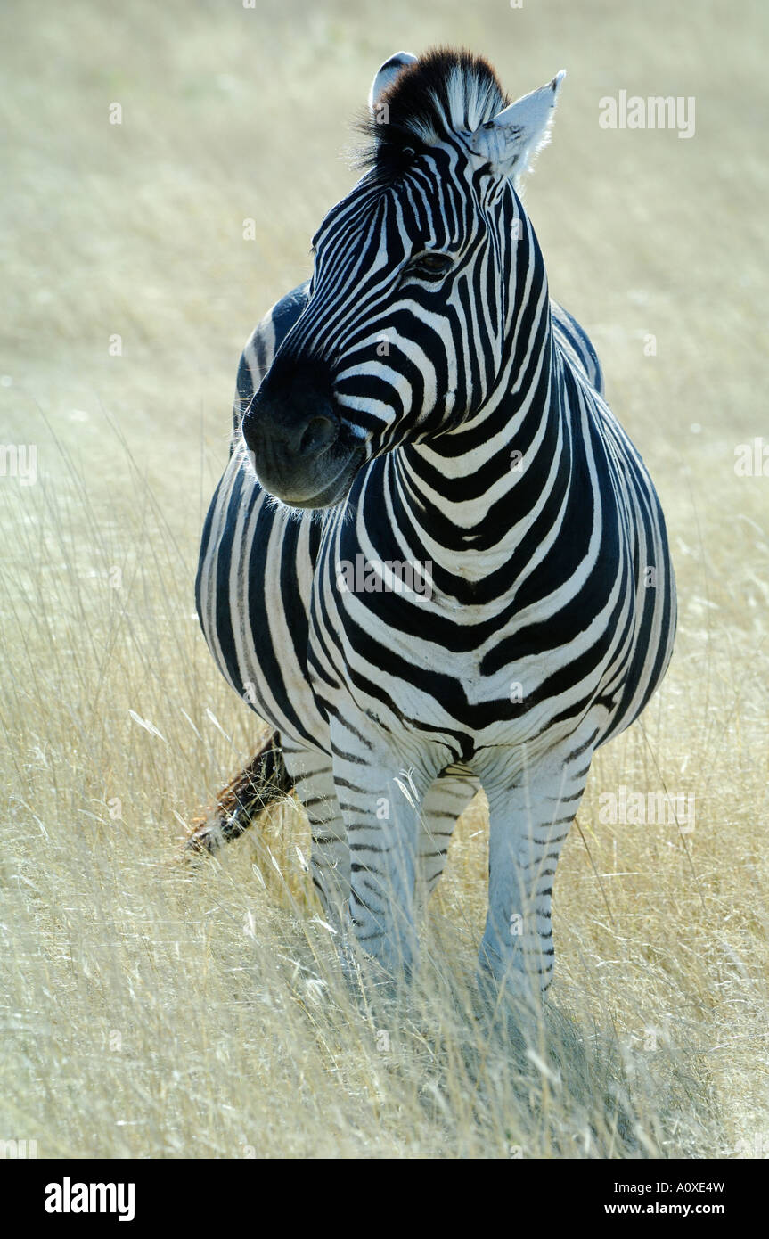 Burchells Zebra (Equus burchelli) resting Stock Photo
