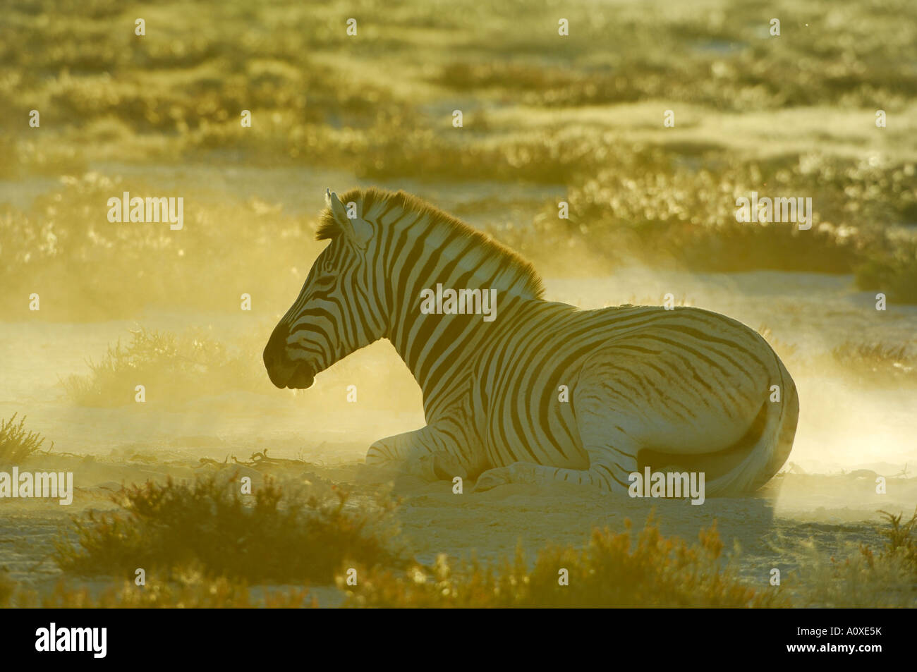 Burchells Zebra (Equus burchelli) take a sand bath in backlight Stock Photo