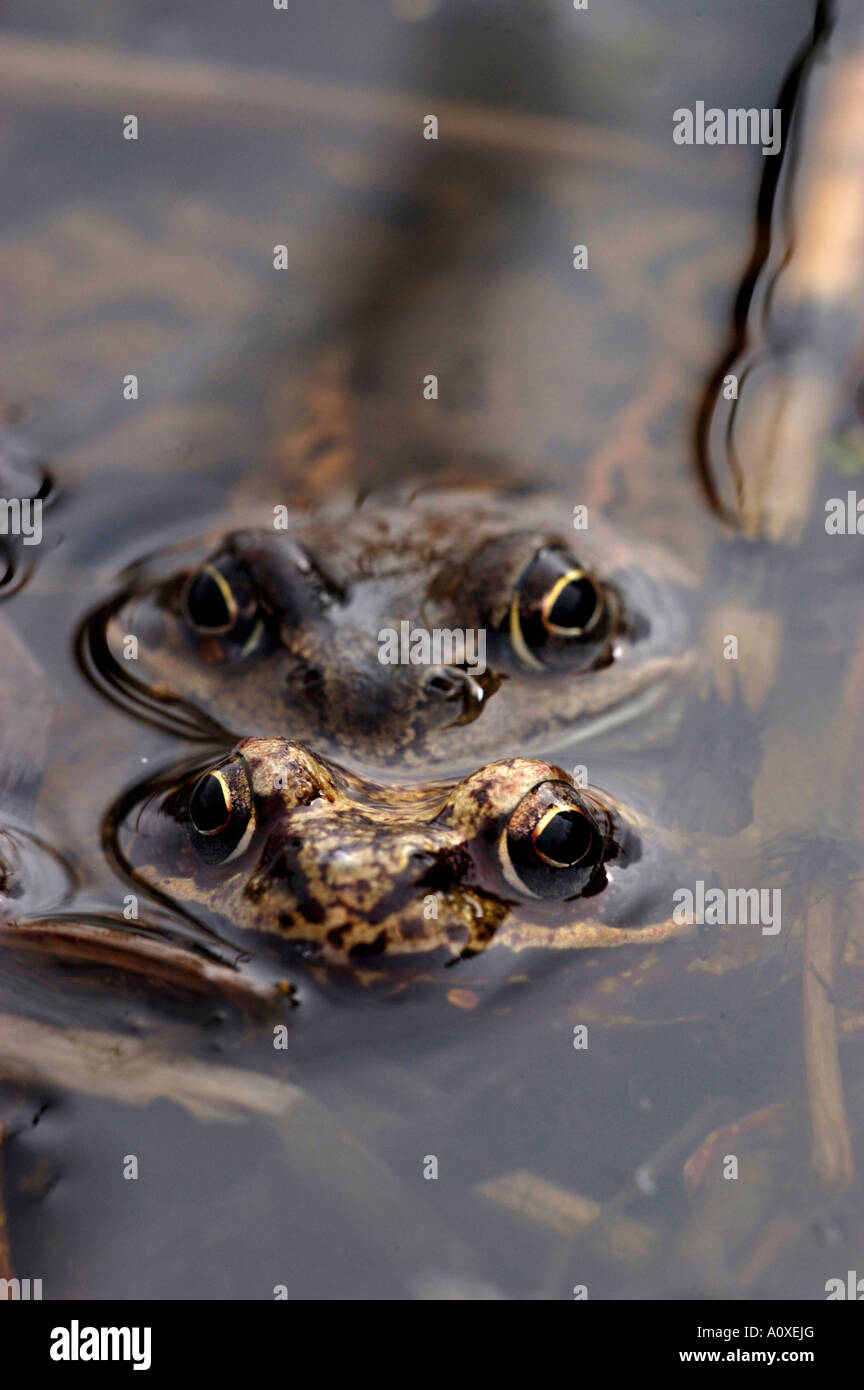 Common European Frogs (Rana temporaria) Stock Photo