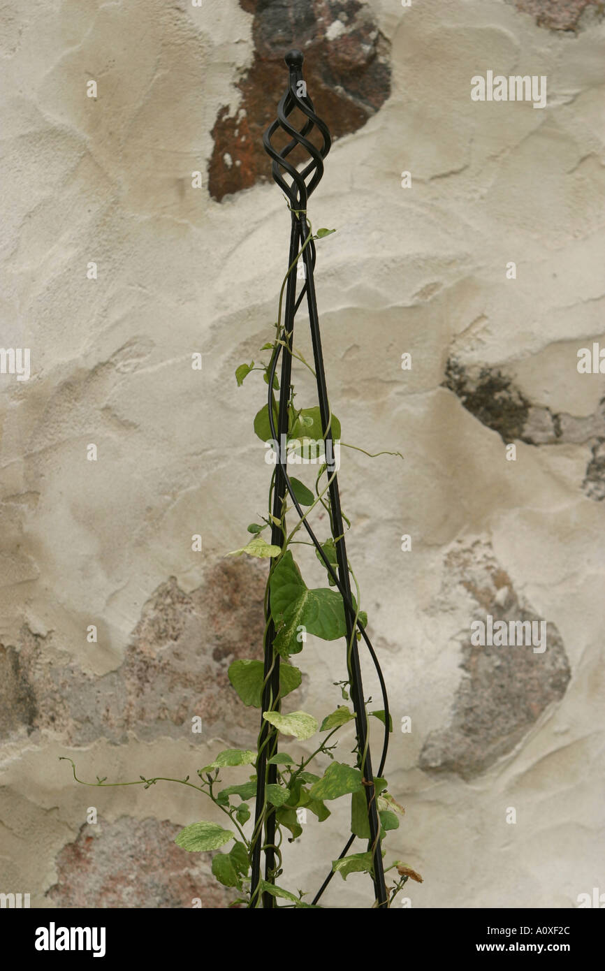 Climbing ivy plant attached hi-res stock photography and images - Alamy