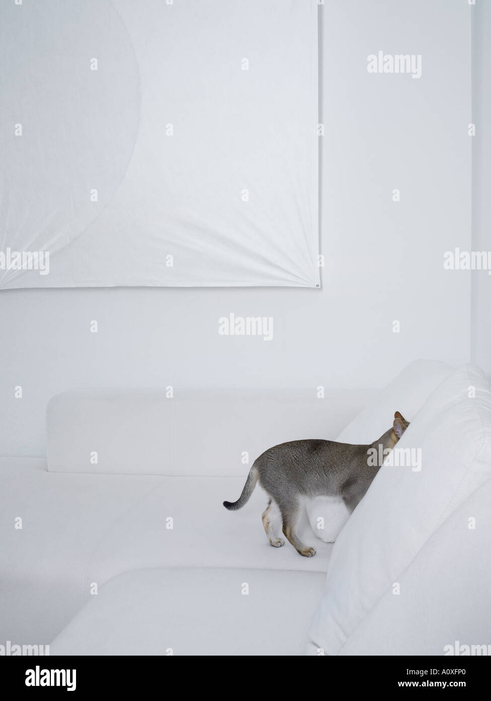 Cat hiding sofa hires stock photography and images Alamy