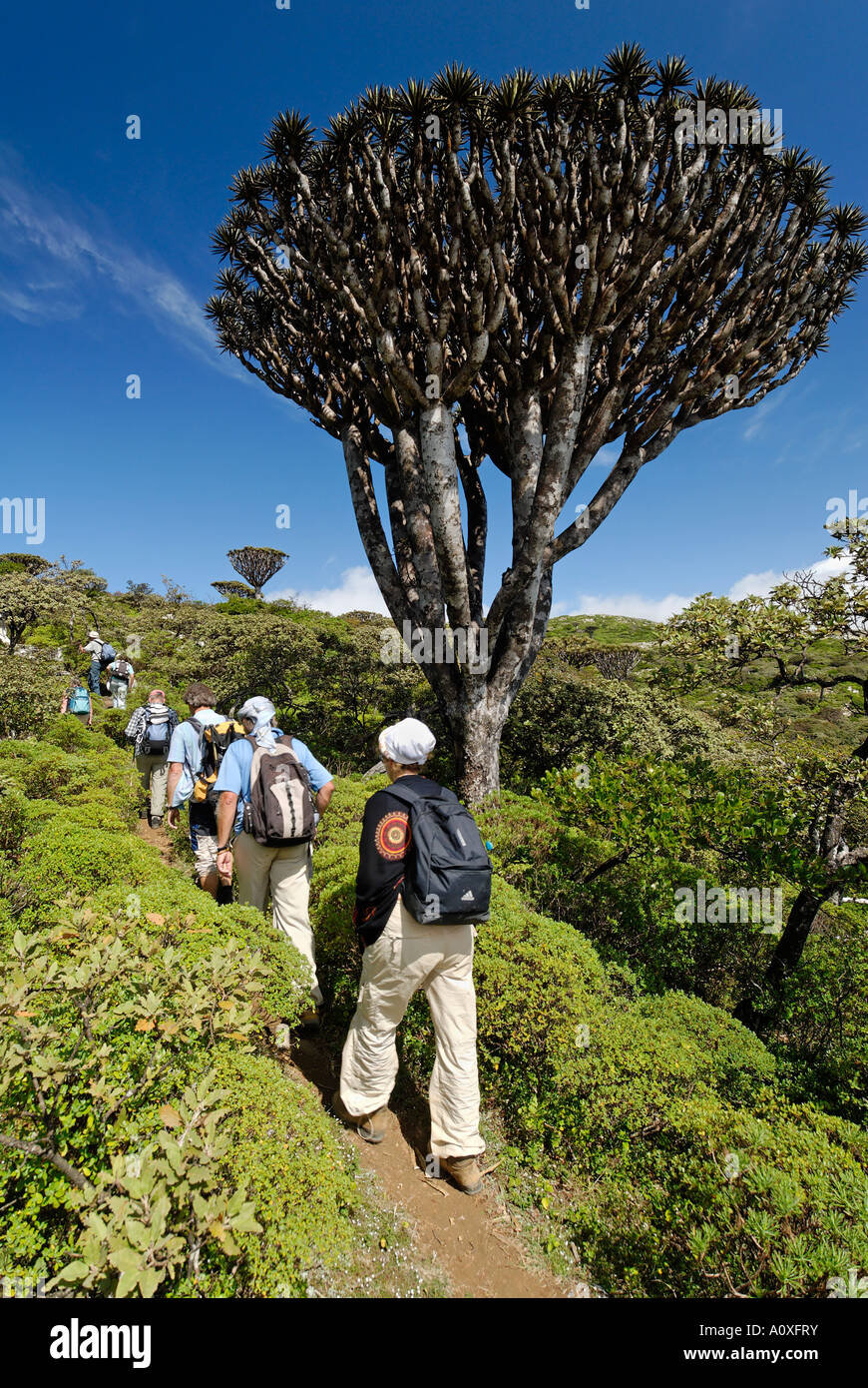 Hikers below Dragon´s Blood Trees, Socotra island, UNESCO World Heritage Site, Yemen Stock Photo