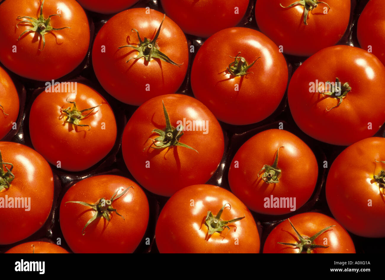 hydroponically grown tomatoes from Home Grown Hydro Farms Woodland Vancouver Farmers Market Washington Stock Photo