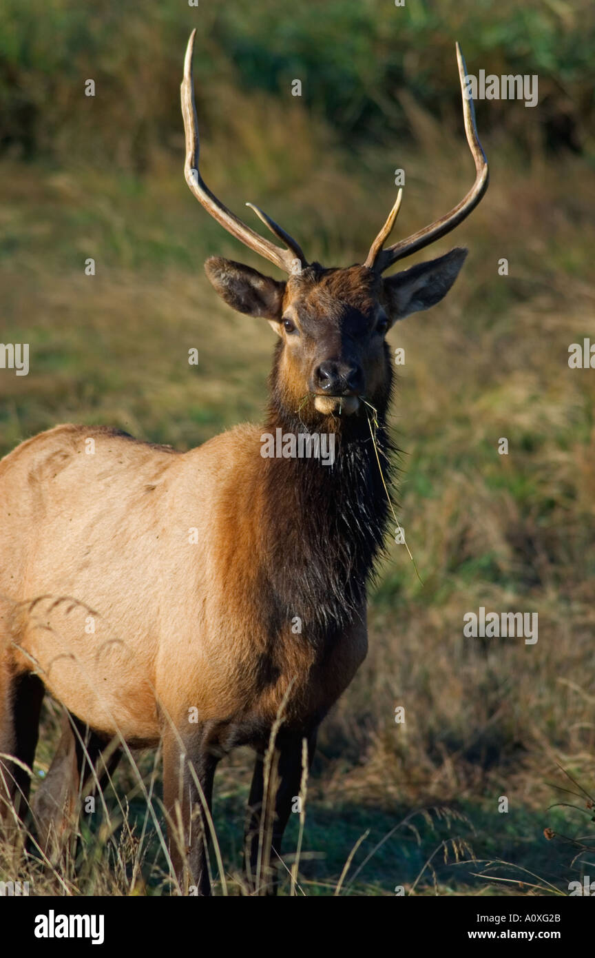Roosevelt elk oregon hires stock photography and images Alamy