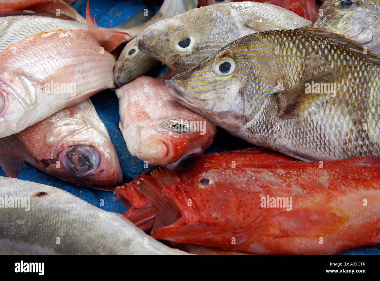 Capture of a fisherman, Iguape near Fortaleza, Ceara, Brasilien Stock Photo