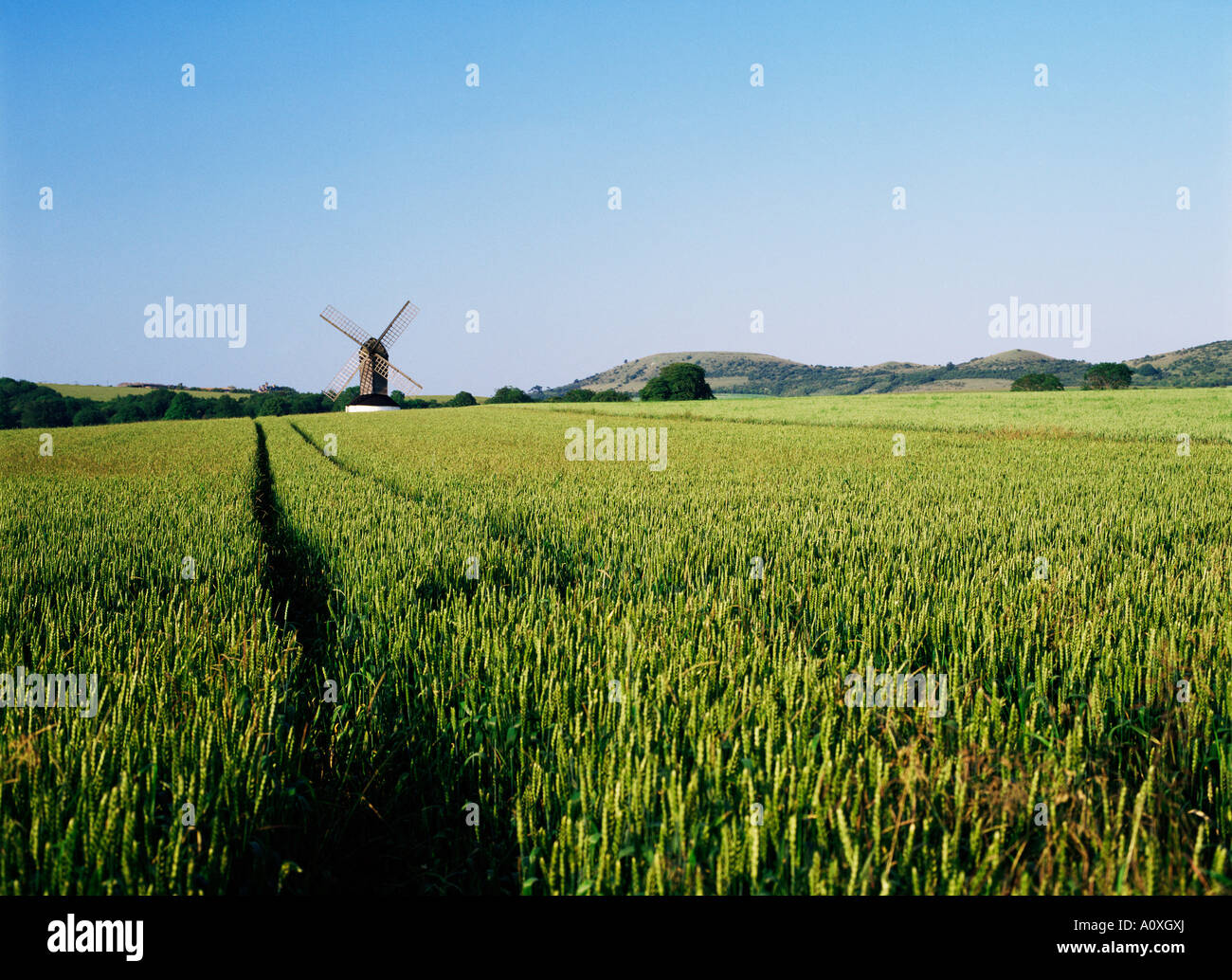 Pitstone windmill and cornfield with Ivinghoe Beacon in background Chilterns Buckinghamshire England United Kingdom Europe Stock Photo