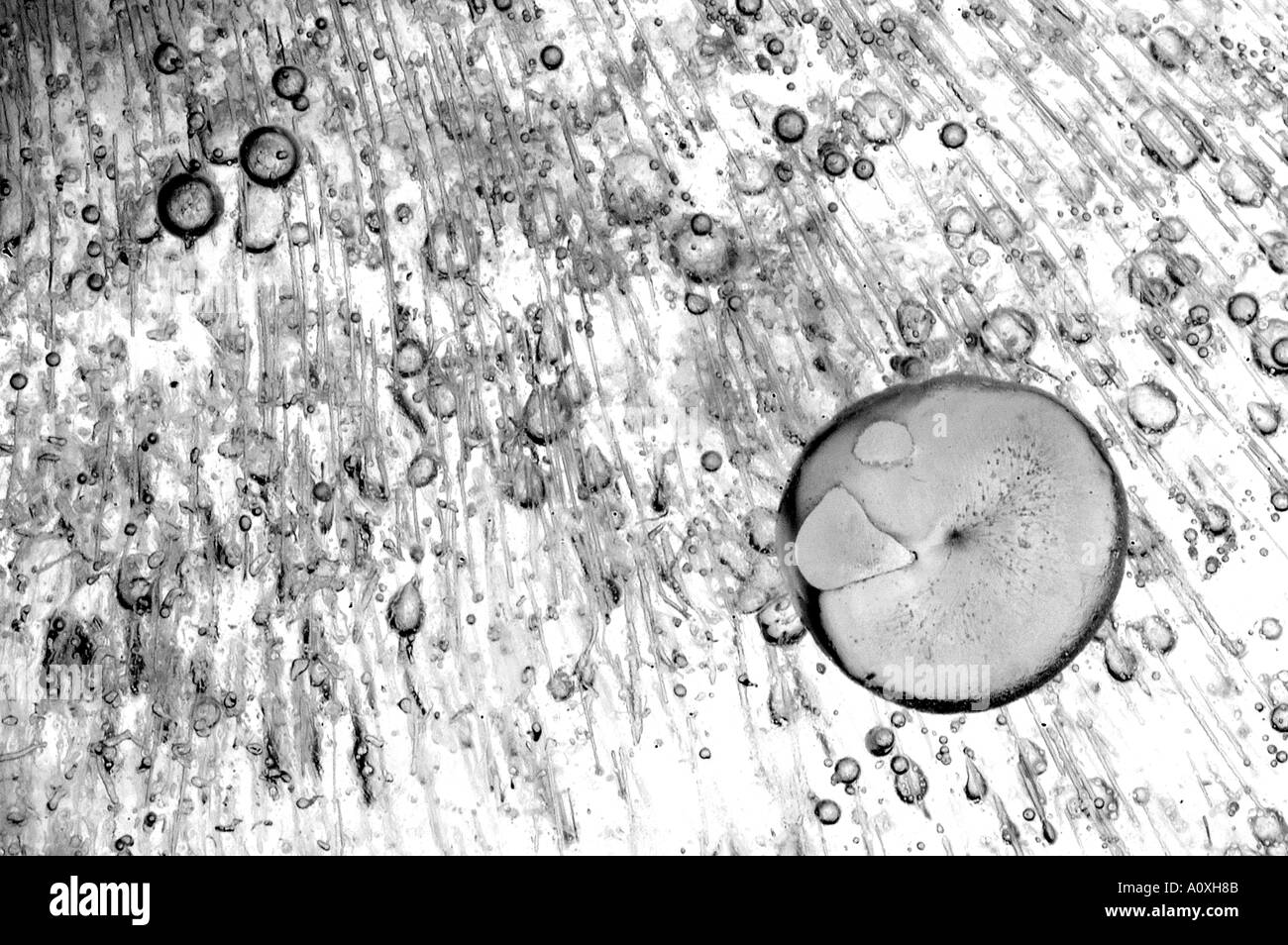 Air bubbles trapped in ice Broxwater Cornwall Stock Photo