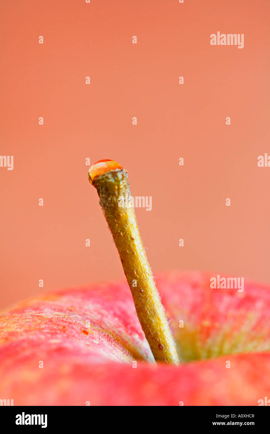 Apple stem with a waterdrop on top Stock Photo