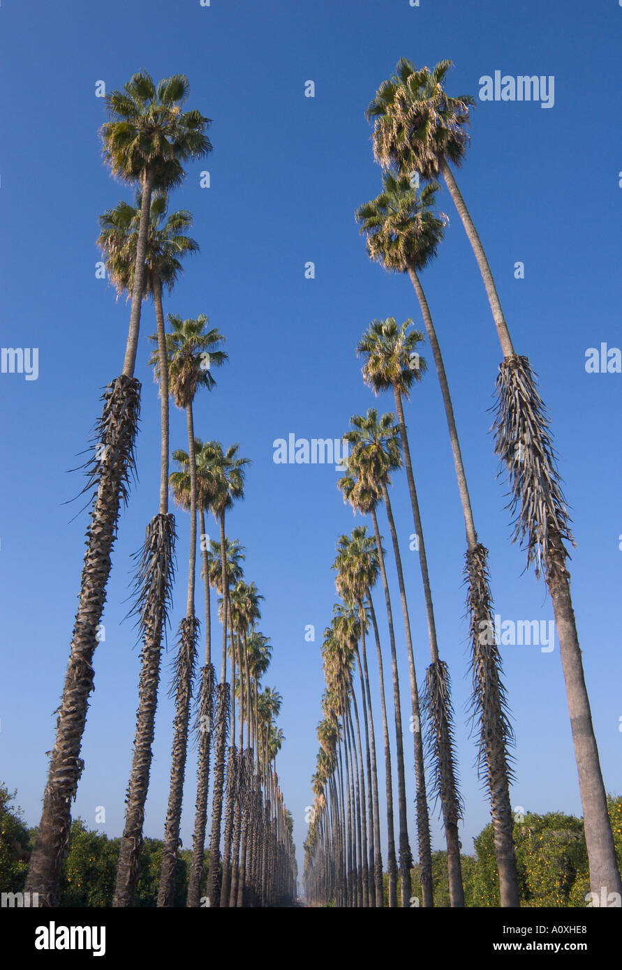 Double Row Of Tall Old Date Palm Trees Redlands California Stock Photo double-row-of-tall-old-date-palm-trees-redlands-california-stock-photo