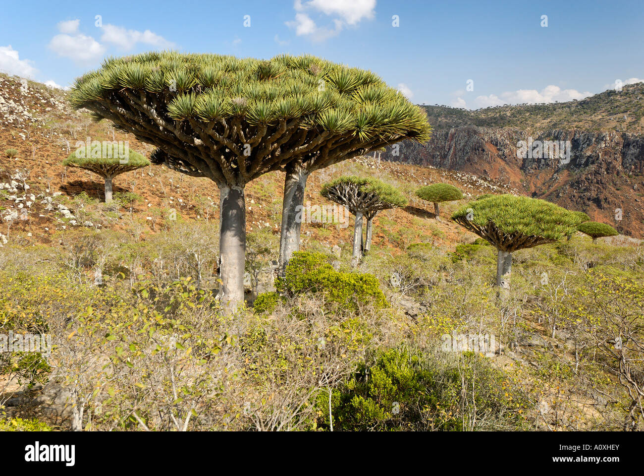 Canary Islands Dragon Tree (Dracaena draco) on Socotra island, UNESCO World  Heritage Site, Yemen Stock Photo - Alamy