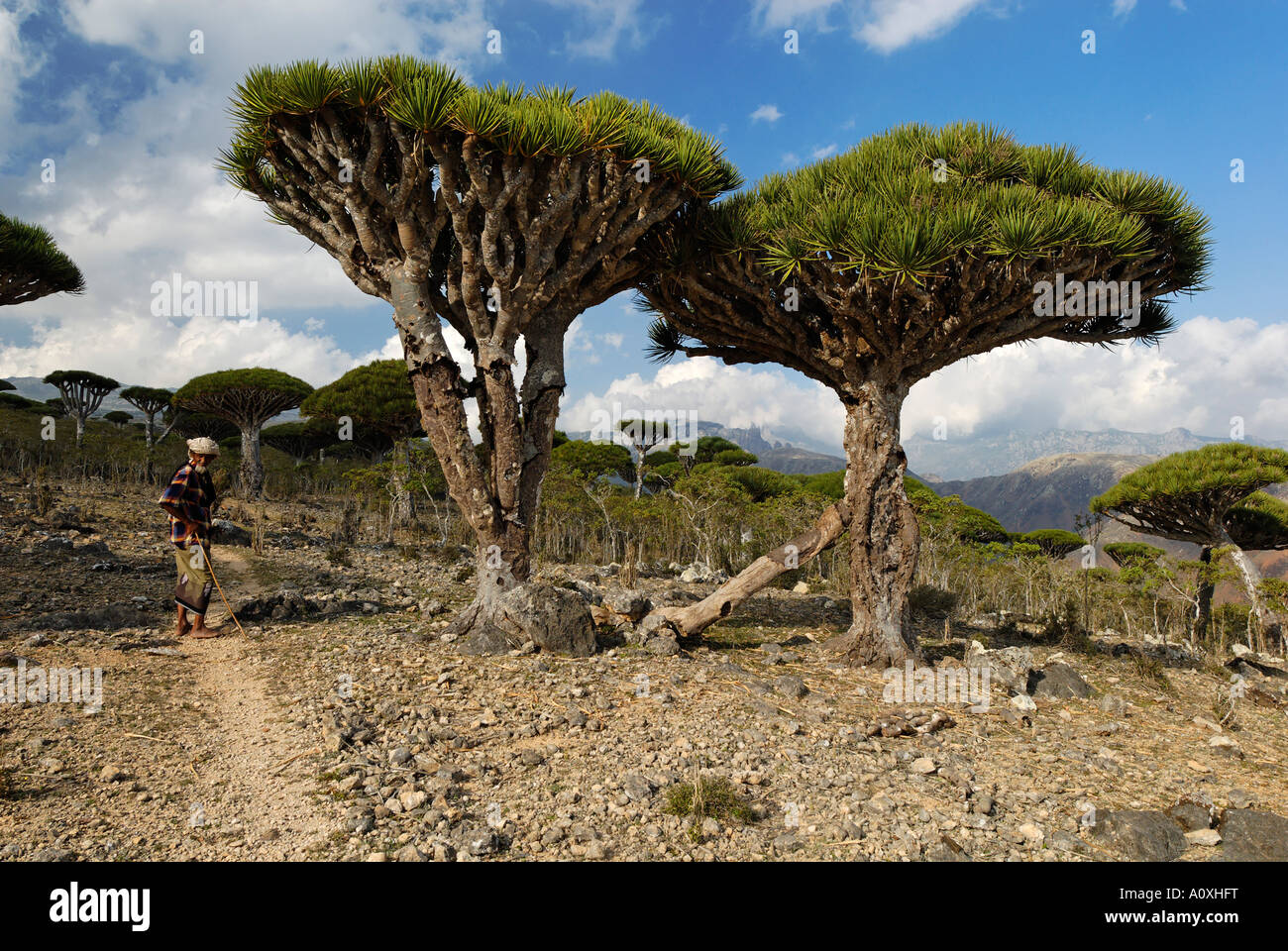 Canary Islands Dragon Tree (Dracaena draco) on Socotra island, UNESCO World  Heritage Site, Yemen Stock Photo - Alamy