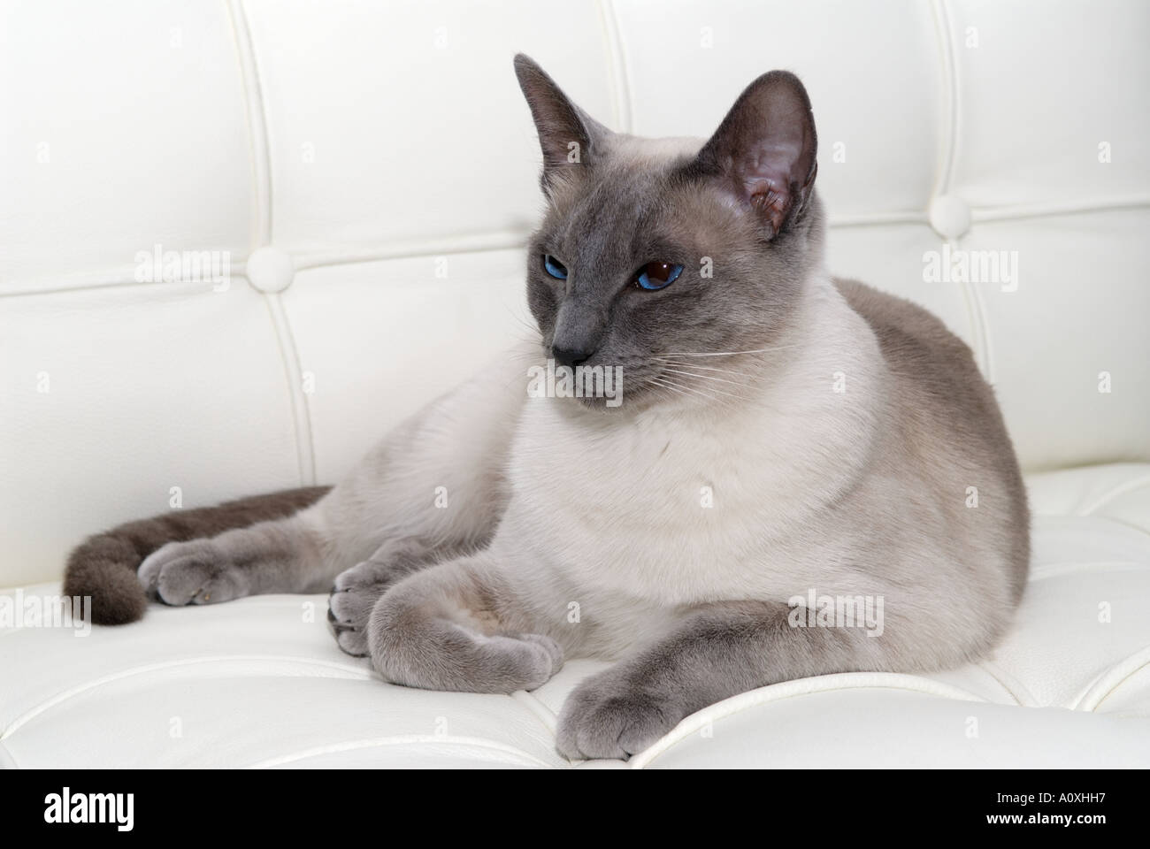 Blue Point siamese cat lounging on white leather chair Stock Photo